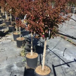 Lagerstroemia Als Halfstam (Lagerstroemia Indica 'Berry Dazzle') -Aanbiedingen Hortus Groei Winkel lagerstroemia black dazzle halfstam