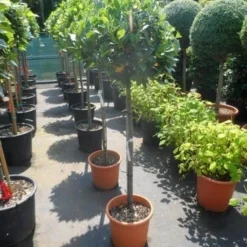 Echte Laurier Als Boom (Laurus Nobilis) -Aanbiedingen Hortus Groei Winkel laurus nobilis 100stam c25