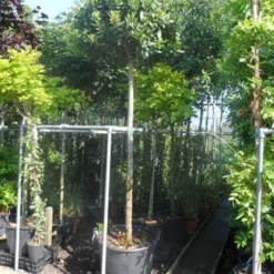 Echte Laurier Als Boom (Laurus Nobilis) -Aanbiedingen Hortus Groei Winkel laurus nobilis 16 18ho cont. bol