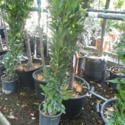 Echte Laurier Als Piramide (Laurus Nobilis) -Aanbiedingen Hortus Groei Winkel laurus nobilis 80 100 c5