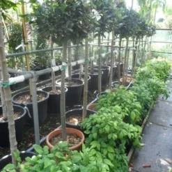 Echte Laurier Op Stam (Laurus Nobilis) -Aanbiedingen Hortus Groei Winkel laurus nobilis halfstam c20 25