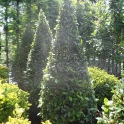 Echte Laurier Als Piramide (Laurus Nobilis) -Aanbiedingen Hortus Groei Winkel laurus nobilis kegel 175 200