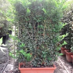 Liguster Als Leivorm (Ligustrum Japonicum 'Texanum') -Aanbiedingen Hortus Groei Winkel ligustrum texanum leivorm 80x120 1
