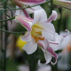 Konings Lelie (Lilium Regale)