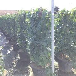 Amberboom Als Leivorm (Liquidambar Styraciflua) -Aanbiedingen Hortus Groei Winkel liquidambar lage leivorm c45 1