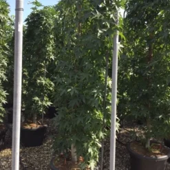 Amberboom Als Leivorm (Liquidambar Styraciflua) -Aanbiedingen Hortus Groei Winkel liquidambar lage leivorm c60 1