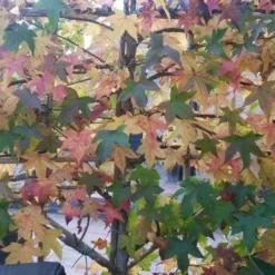 Amberboom Als Leivorm (Liquidambar Styraciflua) -Aanbiedingen Hortus Groei Winkel liquidambar leiboom 1 1