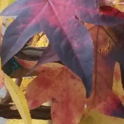 Amberboom Als Leivorm (Liquidambar Styraciflua) -Aanbiedingen Hortus Groei Winkel liquidambar leiboom 2 2