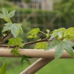 Amberboom Als Leivorm (Liquidambar Styraciflua) -Aanbiedingen Hortus Groei Winkel liquidambar styraciflua 4 1