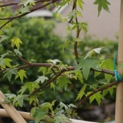 Amberboom Als Leivorm (Liquidambar Styraciflua) -Aanbiedingen Hortus Groei Winkel liquidambar styraciflua 5 1