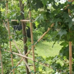 Amberboom Als Leivorm (Liquidambar Styraciflua) -Aanbiedingen Hortus Groei Winkel liquidambar styraciflua 6 1