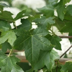 Amberboom Als Leivorm (Liquidambar Styraciflua) -Aanbiedingen Hortus Groei Winkel liquidambar styraciflua 7 2