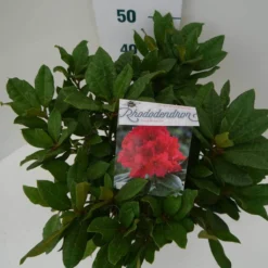 Rhododendron (Rhododendron 'Lord Roberts') -Aanbiedingen Hortus Groei Winkel lord robert c7.5 boven