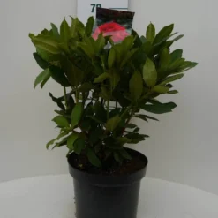 Aanbiedingen Hortus Groei Winkel -Aanbiedingen Hortus Groei Winkel lord robert c7.5 voor