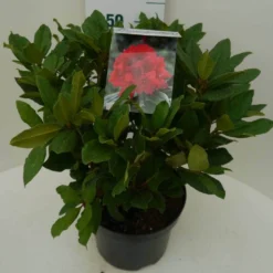 Rhododendron (Rhododendron 'Lord Roberts') -Aanbiedingen Hortus Groei Winkel lord robert c7.5 zij