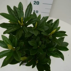 Rhododendron (Rhododendron 'Madame Masson') -Aanbiedingen Hortus Groei Winkel madamme masson c2 boven