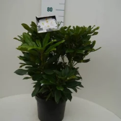 Rhododendron (Rhododendron 'Madame Masson') -Aanbiedingen Hortus Groei Winkel madamme masson c7.5 voor