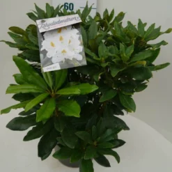 Rhododendron (Rhododendron 'Madame Masson') -Aanbiedingen Hortus Groei Winkel madamme masson c7.5 zij