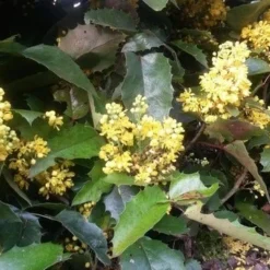 Mahoniestruik (Mahonia Aquifolium 'Apollo') 16 Mahoniestruik (Mahonia Aquifolium 'Apollo') -Aanbiedingen Hortus Groei Winkel mahonia apollo