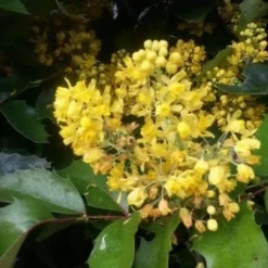 Mahoniestruik (Mahonia Aquifolium 'Apollo') 11 Mahoniestruik (Mahonia Aquifolium 'Apollo') -Aanbiedingen Hortus Groei Winkel mahonia apollo2