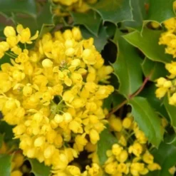 Mahoniestruik (Mahonia Aquifolium 'Apollo') 13 Mahoniestruik (Mahonia Aquifolium 'Apollo') -Aanbiedingen Hortus Groei Winkel mahonia apollo bloei