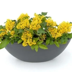 Mahoniestruik (Mahonia Aquifolium 'Apollo') 12 Mahoniestruik (Mahonia Aquifolium 'Apollo') -Aanbiedingen Hortus Groei Winkel mahonia apollo toepassing