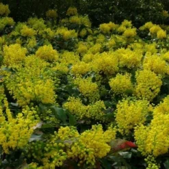 Mahoniestruik (Mahonia Aquifolium 'Apollo') 15 Mahoniestruik (Mahonia Aquifolium 'Apollo') -Aanbiedingen Hortus Groei Winkel mahonia apollo toepassing 1