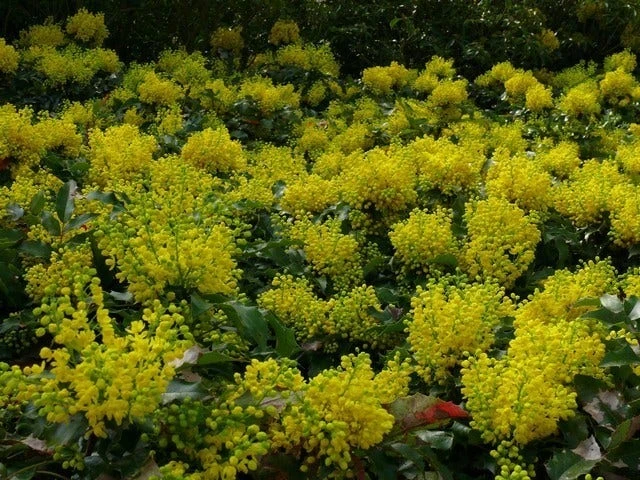 Mahoniestruik (Mahonia Aquifolium 'Apollo') 7 Mahoniestruik (Mahonia Aquifolium 'Apollo') - Afbeelding 7