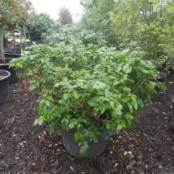 Mahoniestruik (Mahonia Aquifolium 'Apollo') 17 Mahoniestruik (Mahonia Aquifolium 'Apollo') -Aanbiedingen Hortus Groei Winkel mahonia aquifolium apollo c130