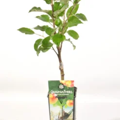 Appelboom (Malus Domestica 'Elstar') -Aanbiedingen Hortus Groei Winkel malus dom. elstar rp2l handappel zachtzuur