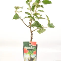 Appelboom (Malus Domestica 'Jonagold') -Aanbiedingen Hortus Groei Winkel malus dom. jonagold rp2l handappel laat zachtzuur