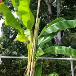 Bananenboom (Musa Basjoo) -Aanbiedingen Hortus Groei Winkel musabasjoo02