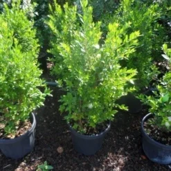 Dwergmirte (Myrtus Communis 'Tarentina') -Aanbiedingen Hortus Groei Winkel myrtus communis c10