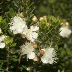 Dwergmirte (Myrtus Communis 'Tarentina')