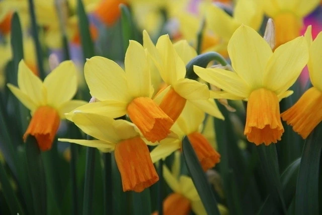 Narcis (Narcissus 'Jetfire') 2 Narcis (Narcissus 'Jetfire') - Afbeelding 2