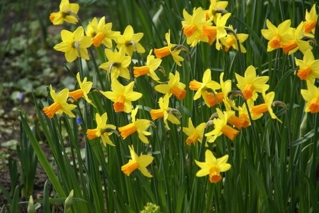 Narcis (Narcissus 'Jetfire') 1 Narcis (Narcissus 'Jetfire')