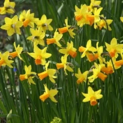 Narcis (Narcissus 'Jetfire')