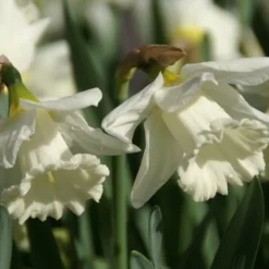 Narcis (Narcissus 'Mount Hood')