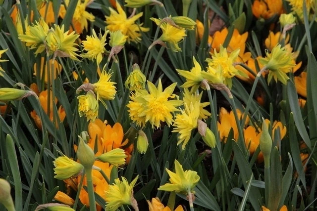 Narcis (Narcissus 'Rip Van Winkle') 3 Narcis (Narcissus 'Rip Van Winkle') - Afbeelding 3