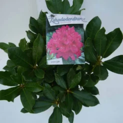 Rhododendron (Rhododendron 'Nova Zembla') -Aanbiedingen Hortus Groei Winkel nova zembla c5 boven