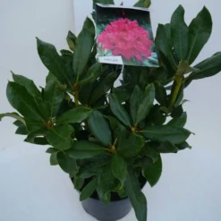 Rhododendron (Rhododendron 'Nova Zembla') -Aanbiedingen Hortus Groei Winkel nova zembla c5 zij