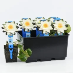 Waterlelie (Nymphaea 'Alba') -Aanbiedingen Hortus Groei Winkel nymphaea alba 20180404185113