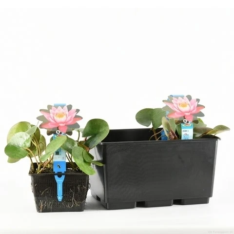 Waterlelie (Nymphaea 'Firecrest') 2 Waterlelie (Nymphaea 'Firecrest') - Afbeelding 2