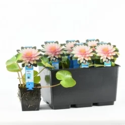 Waterlelie (Nymphaea 'Madame Wilfron Gonnere') 5 Waterlelie (Nymphaea 'Madame Wilfron Gonnere') -Aanbiedingen Hortus Groei Winkel nymphaea m d wilfron gonnere 20170629102658