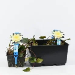 Waterlelie (Nymphaea 'Marliacea Chromatella') 5 Waterlelie (Nymphaea 'Marliacea Chromatella') -Aanbiedingen Hortus Groei Winkel nymphaea marl. chromatella 3l. 20180409115712