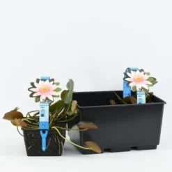 Waterlelie (Nymphaea 'Marliacea Carnea') 5 Waterlelie (Nymphaea 'Marliacea Carnea') -Aanbiedingen Hortus Groei Winkel nymphaea marliacea carnea 3l 20180409120016