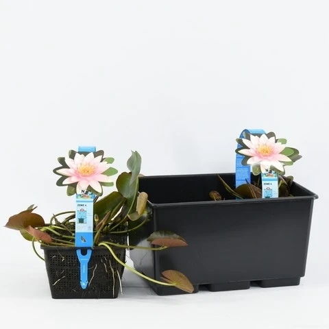 Waterlelie (Nymphaea 'Marliacea Carnea') 3 Waterlelie (Nymphaea 'Marliacea Carnea') - Afbeelding 3