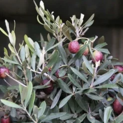 Olijf Als Struik (Olea Europaea) -Aanbiedingen Hortus Groei Winkel olea europaea 1 1