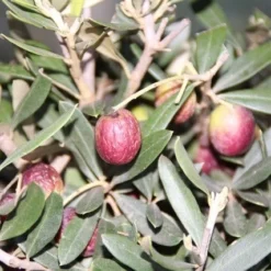 Olijf Als Struik (Olea Europaea) -Aanbiedingen Hortus Groei Winkel olea europaea 2 1