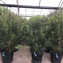 Smalbladige Oleander (Nerium Oleander 'Papa Gambetta') -Aanbiedingen Hortus Groei Winkel oleanderpapagambetta 1